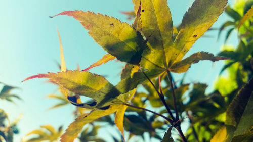 Close-up of leaves against blurred background