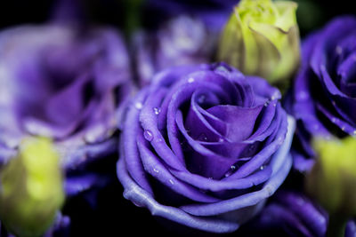 Close-up of fresh purple flower with water drops