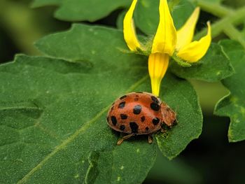 Close-up of insect on leaf