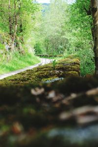 Scenic view of forest