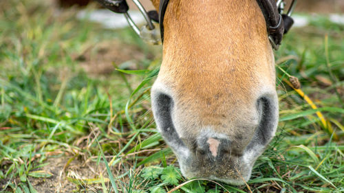 Close-up of lion in field