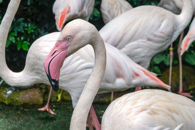 Close-up of white and pink flamingo birds