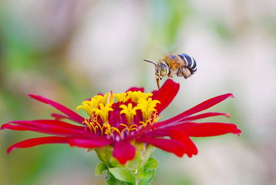 Close-up of insect on flower