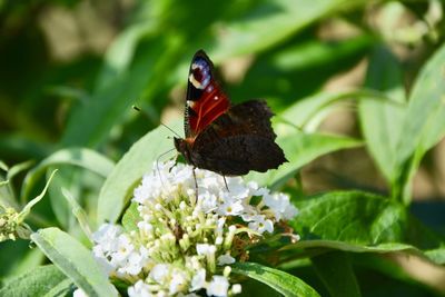 Close-up of butterfly pollinating on flower