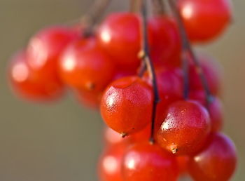 Close-up of strawberries