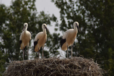 View of birds in nest