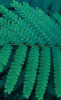 Close-up of fern leaves