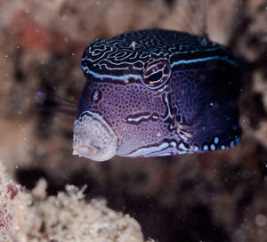 Close-up of box fish swimming in sea