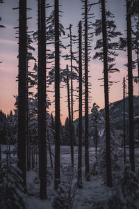 Scenic view of forest during winter