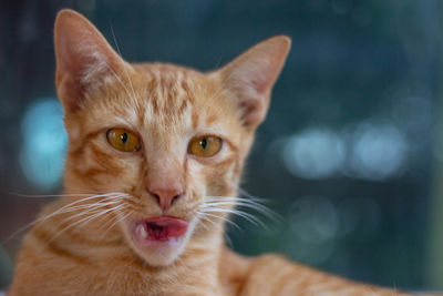Close-up portrait of cat