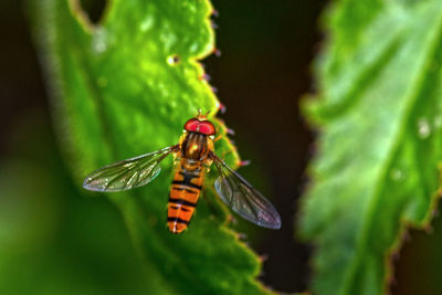 Close-up of insect on leaf