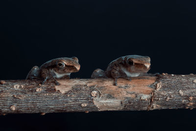 Close-up of lizard on wood against black background
