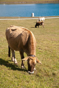 Horses grazing in a field