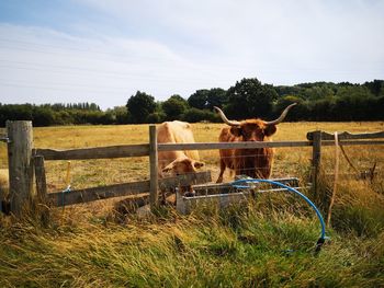 Horse grazing on field against sky