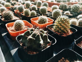 High angle view of succulent plant in pot