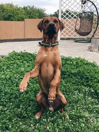Portrait of dog sitting on grass
