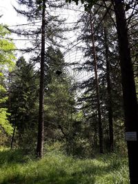 Pine trees in forest