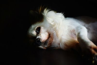 Close-up of a dog over black background