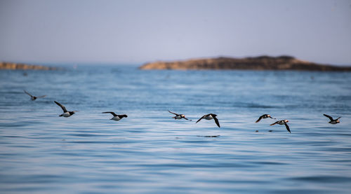 Puffins flying over sea against sky