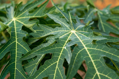 High angle view of plant leaves