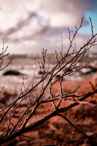 Close-up of bare tree against sky