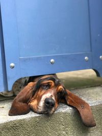 Close-up portrait of dog lying below door on doorway