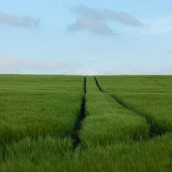 Scenic view of agricultural field against sky