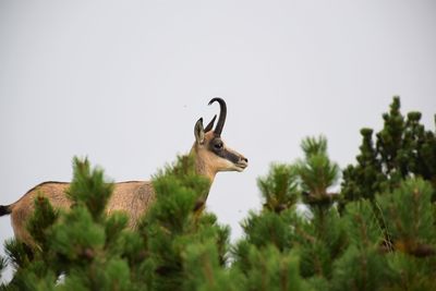 Low angle view of deer on plants against sky