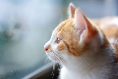 Close-up of a cat looking away