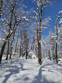 Trees on snow covered field against sky