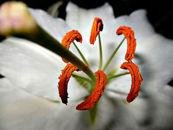 Close-up of red flowers