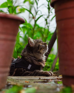 Cat sitting by tree