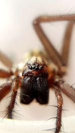 Close-up of spider