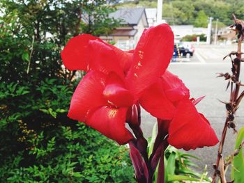 Close-up of red flowers growing in park