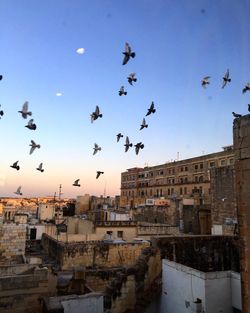 Low angle view of pigeons flying over buildings against sky