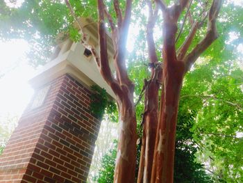 Low angle view of tree against bright sun