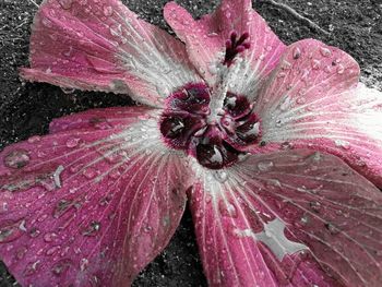 Close-up of pink flower