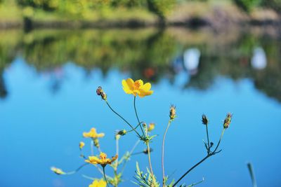 Close-up of yellow flowering plant against sky