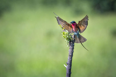 Close-up of butterfly pollinating flower