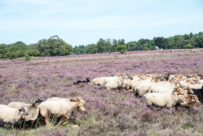 View of sheep on field against sky