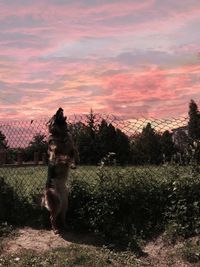 Dog on field against sky during sunset