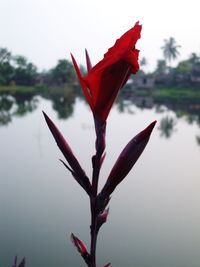 Close-up of red flowering plant against water