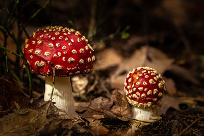 Close-up of fly agaric mushroom on field