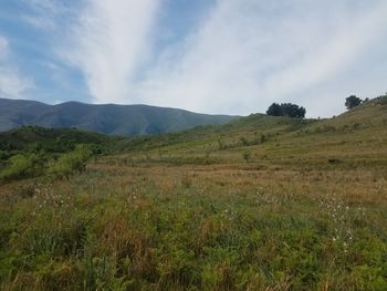 Scenic view of field against sky