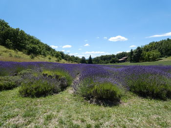 Scenic view of lavender field against sky