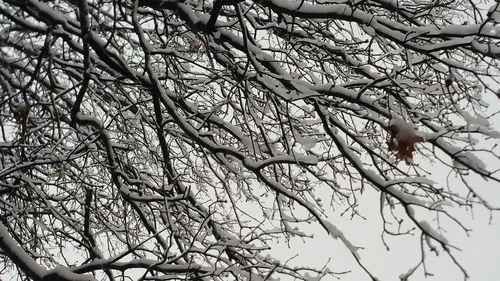 Low angle view of bare trees