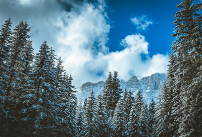 Low angle view of trees against sky during winter