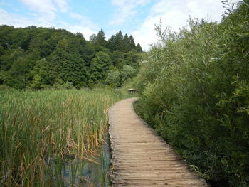 Footpath amidst trees against sky