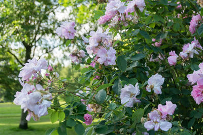 Close-up of fresh pink flowers blooming on tree