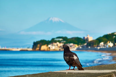 Bird perching on a sea against sky